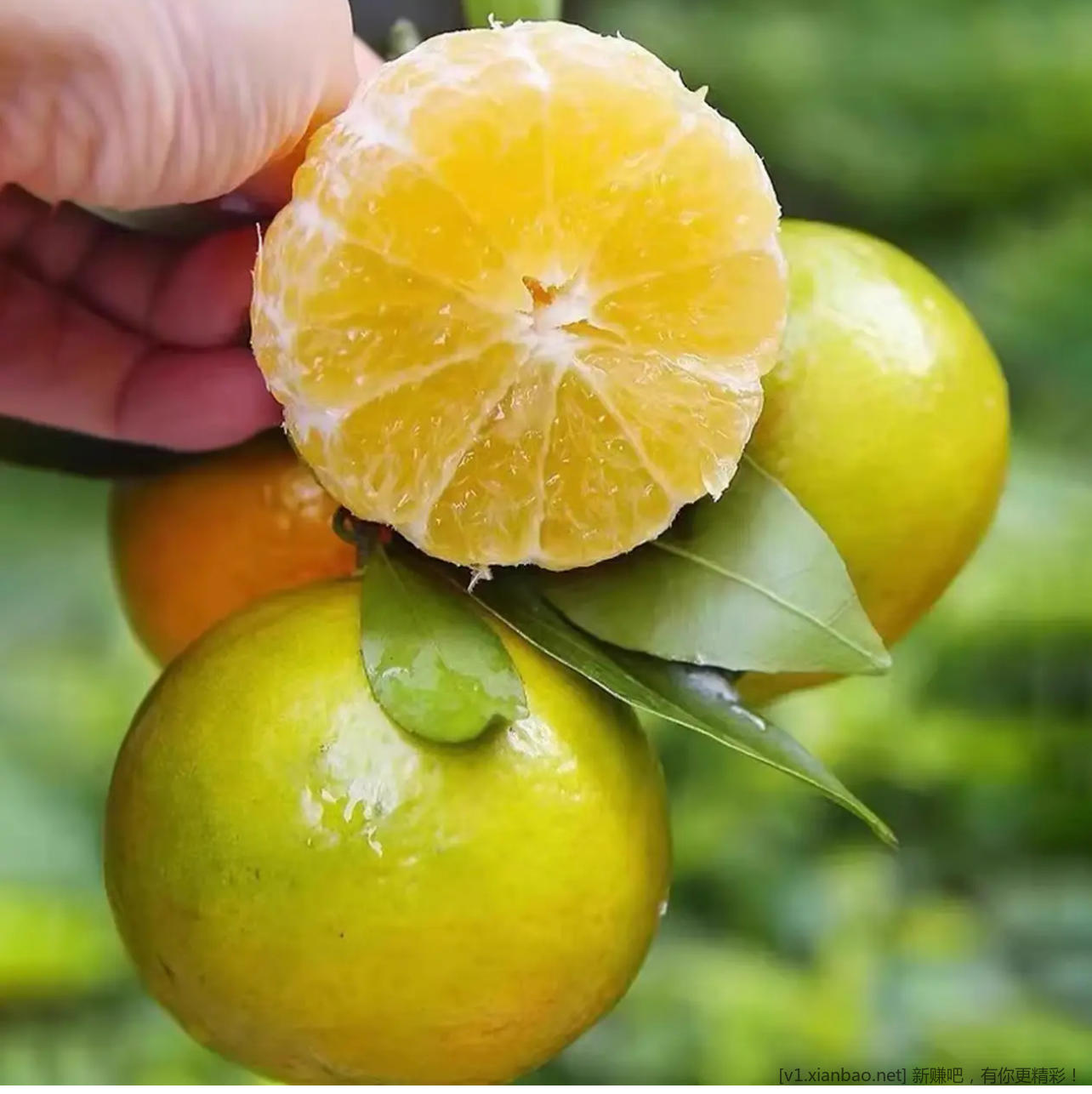 快 5 斤皇帝柑11.9 元 - 线报酷